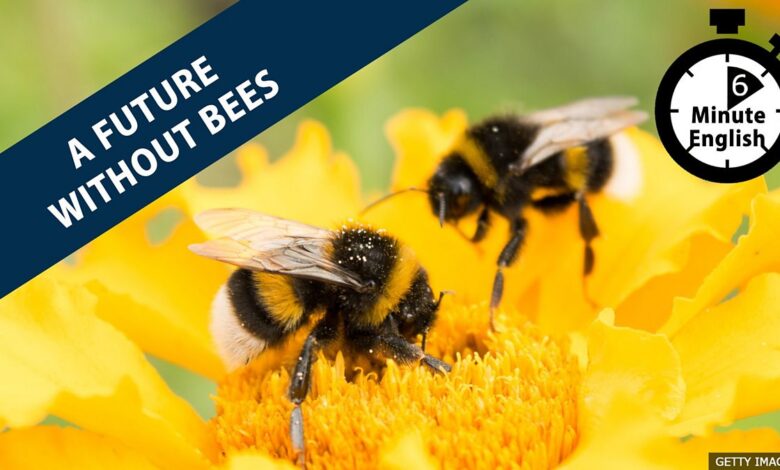 BBC Learning English – 6 Minute English / Is there a future without bees?
