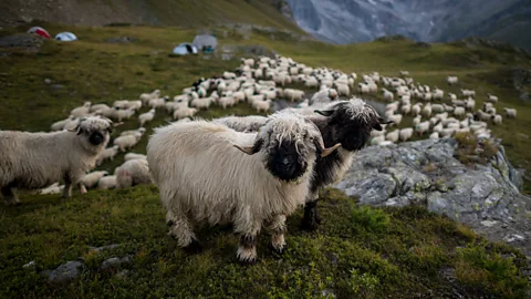 Getty Images Farming is such an important part of life that agriculture is enshrined in the country's constitution (Credit: Getty Images)