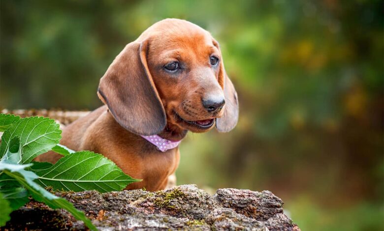 11 Unbelievable Facts About Dogs Who Defied the Odds 11 Unbelievable Facts About Dogs Who Defied the Odds