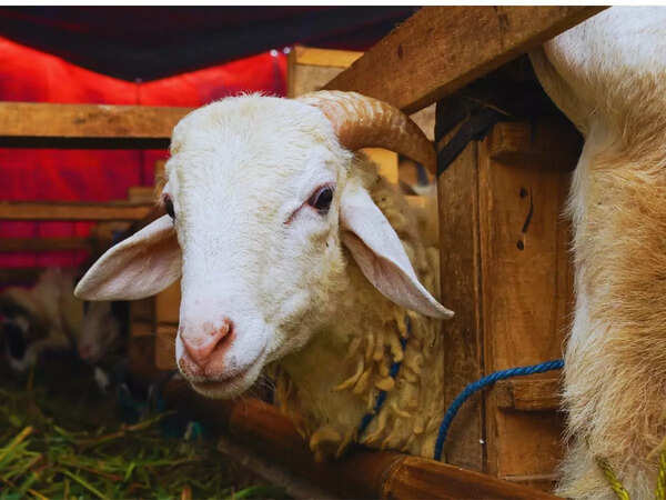 Bakrid